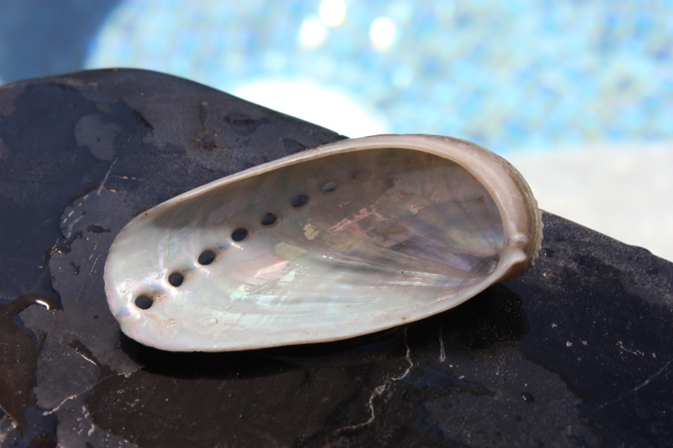 Seashell Magnet #2 - Coastal Living Seashell Magnet #2 - Coastal Living